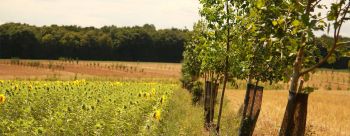 Appels à projets 2021 « Mise en place des systèmes agroforestiers intraparcellaires » (Région Normandie)